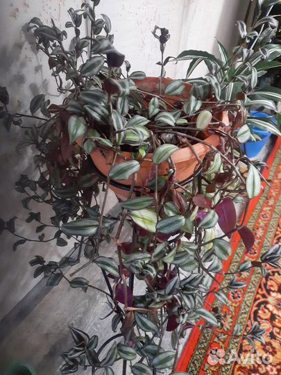 Комнатные цветы: Традесканции