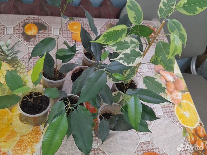 Фикус бенджамина