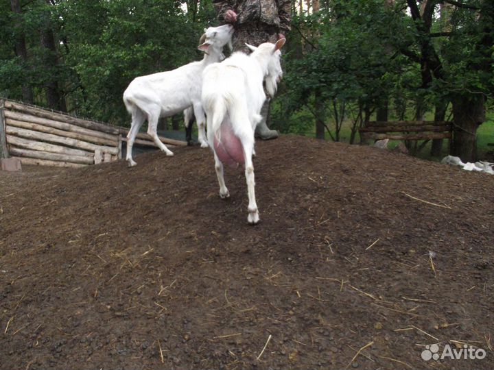 Навоз и перегной из экологически чистых мест
