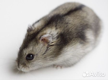 Аквариум + хомячок