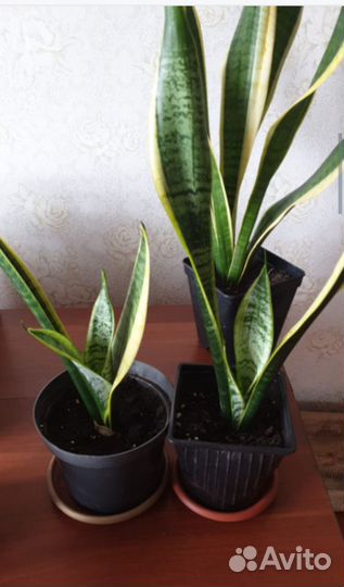 Сансевиерия