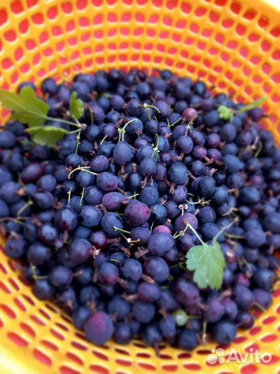 Саженцы крыжовника 