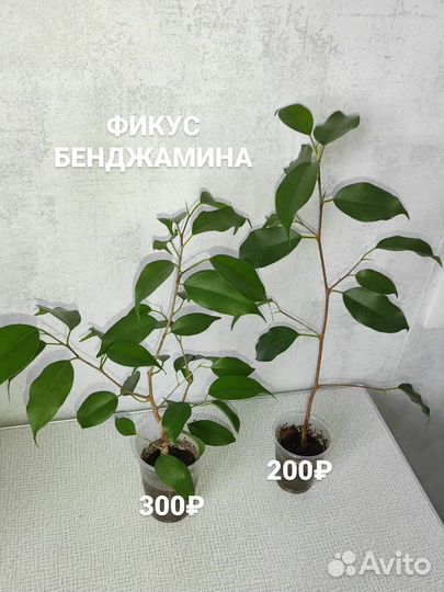 Сансевиерия