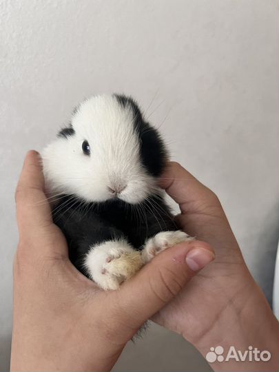 Декоративные кролики