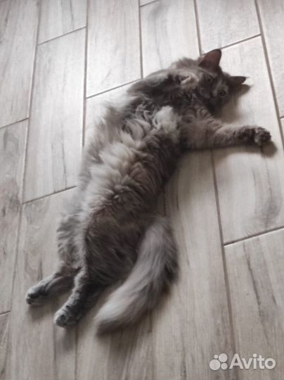 Кошка Стеша