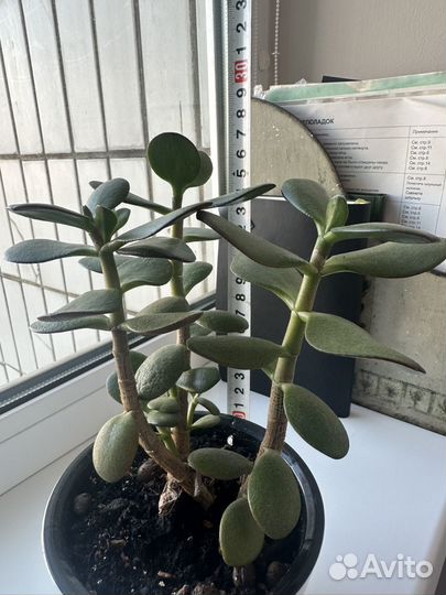 Денежное дерево толстянка