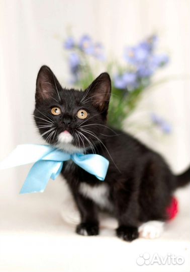 Мега ласковый котёнок в дар