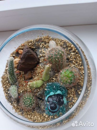 Кактусы и суккуленты