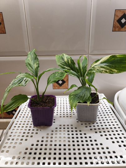 Спатифиллум moon shadow,джемини