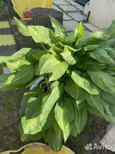 Хоста большой