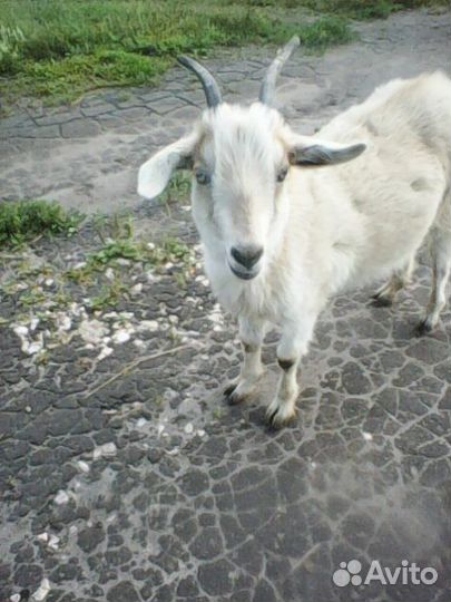 Козочка молодая 9 мес