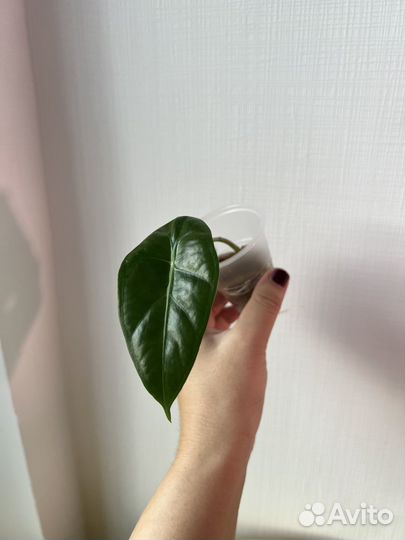 Алоказия лонгилоба