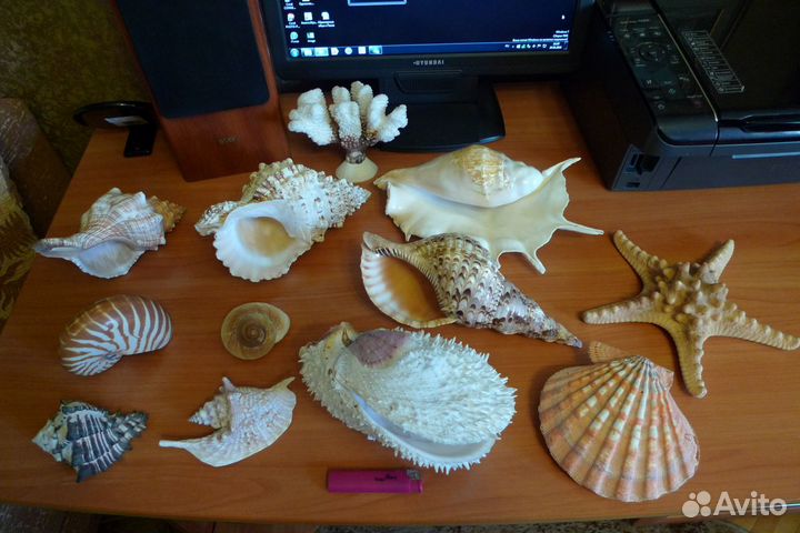 Ракушки и кораллы коллекция