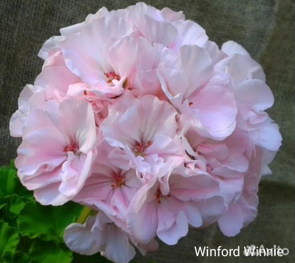 Герань пеларгония сортовая (7)