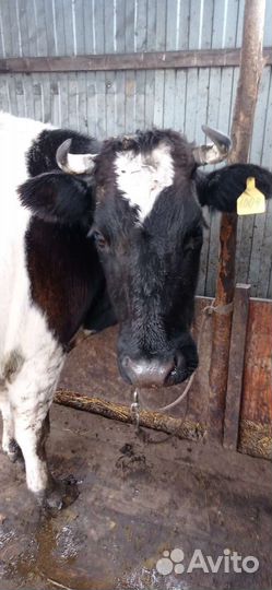 Корова и бык