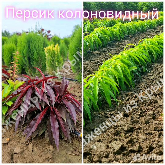 Саженцы колоновидного персика