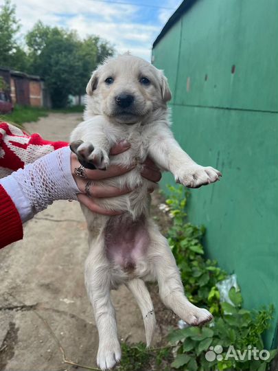 Щенок