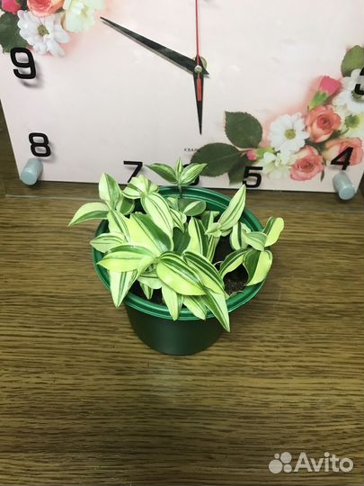 Комнатные цветы (Традесканция- разные сорта)