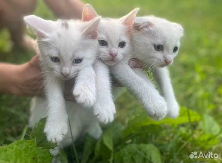 Котята в добрые руки бесплатно