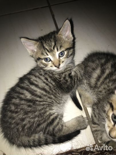 Котята в добрые руки бесплатно