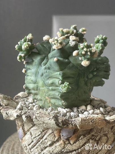 Gumnocalycium monstrose
