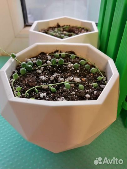 Крестовик роули