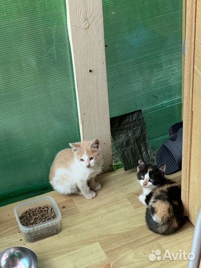 Котята в добрые руки