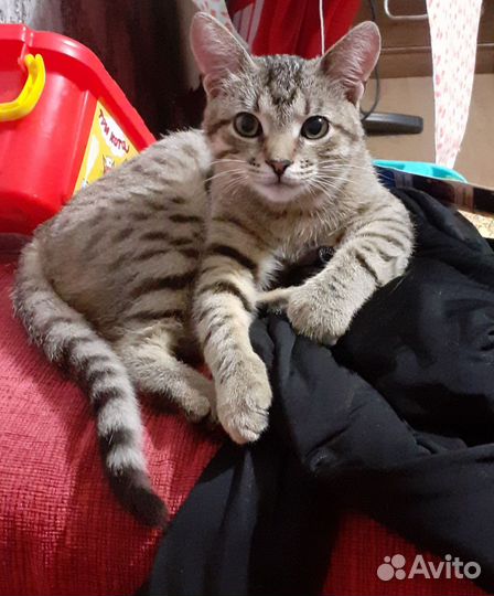 Котик котёнок молодой кот