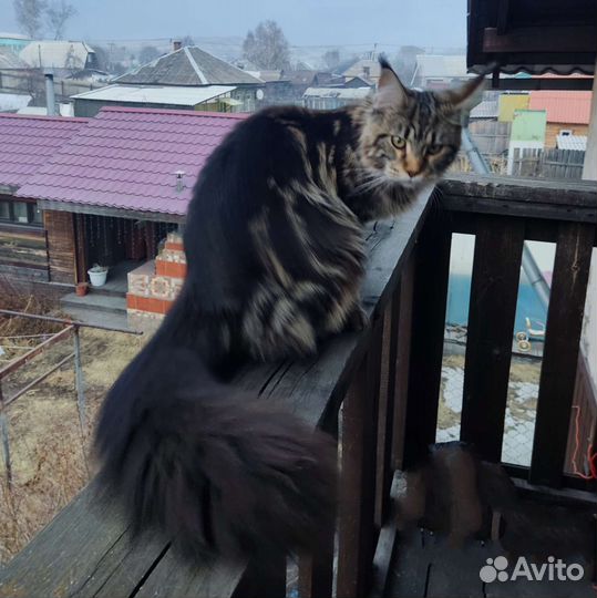 Котята мейн-кун