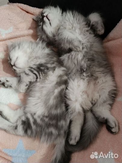 Шотландские котята