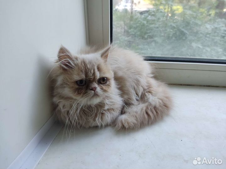Котёнок перс 6-7мес