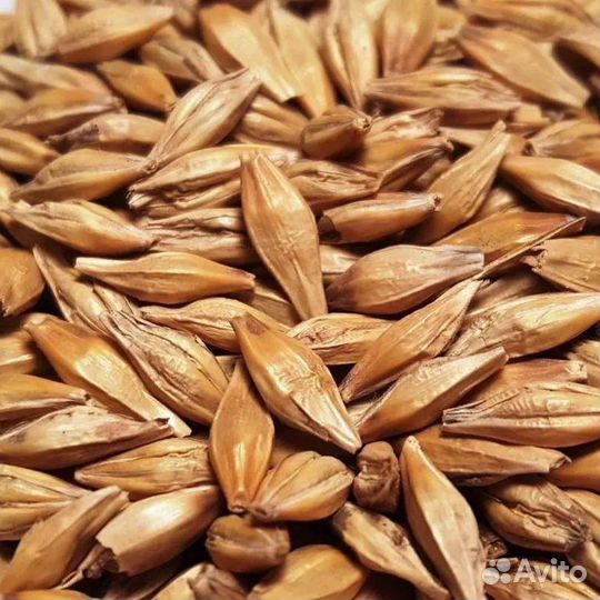 Продам ячмень