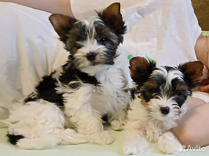 Бивер терьер. Бивер йорк. Девочка