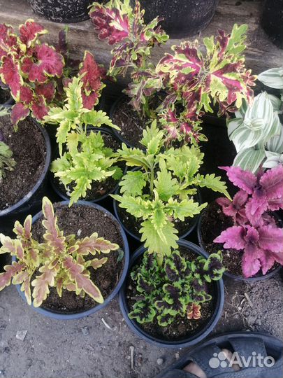 Цветы петуния