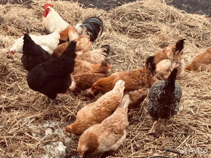 Продам цыплят от кур несушек