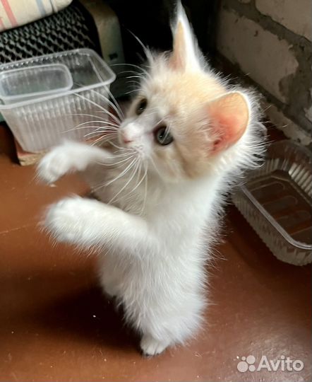 Пушистый и трехцветный котенок