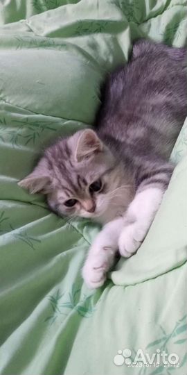 Котенок шотландской породы