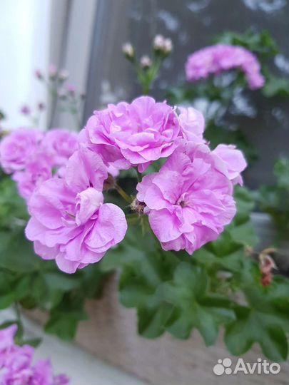 Пеларгония герань