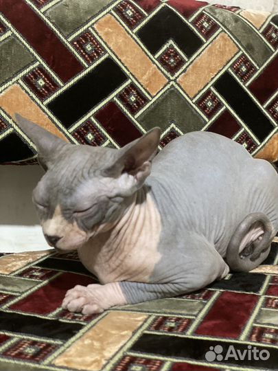 Донской сфинкс