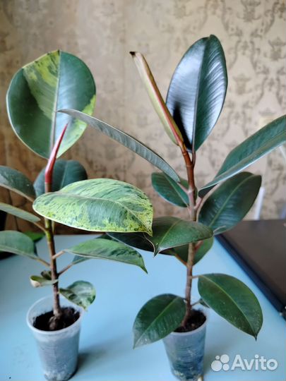 Фикус шривериана, чёрный принц