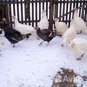 Разведение индюков в частном доме