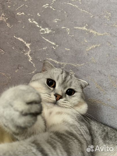 Вязка кот
