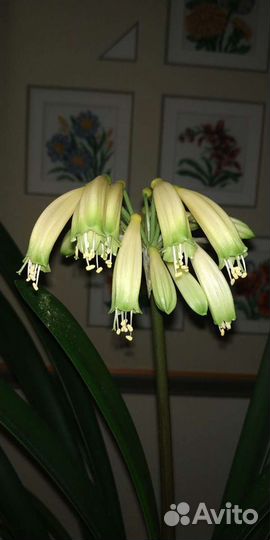 Кливия Гардена жёлтая