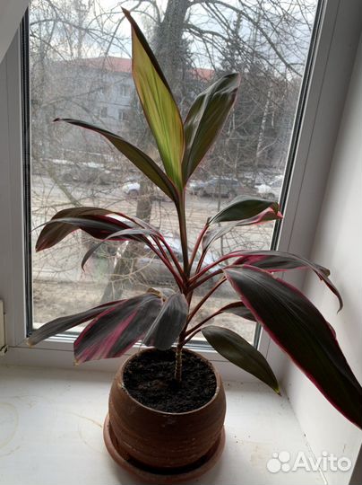 Кордилина Фруктоза высота 60 см