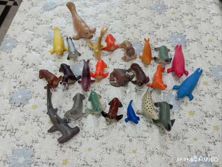 Морские моржи