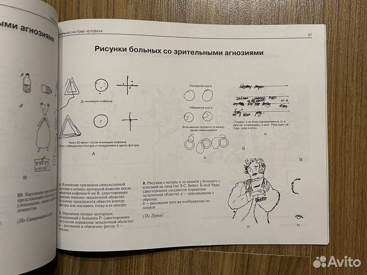Атлас нервная система человека Астапов Микадзе