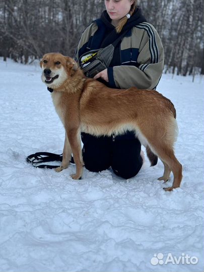 Малыш рыжик Крекер. Песик из приюта Некрасовка