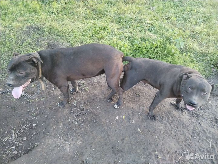 Щенок пит буля девочка
