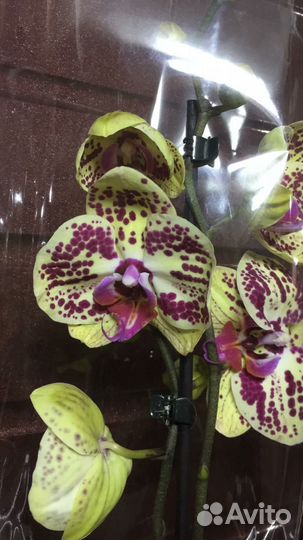 Орхидея 
