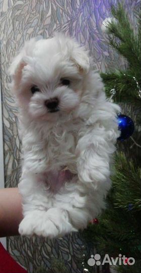 Щенки мальтезе